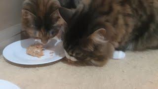 Pancakes for Cats? | Manchester Moggies