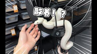 宠物蛇这玩意还能散养？！