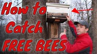 How to catch swarms of honey bees!!