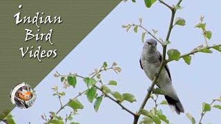 The Large Cuckoo Shrike(Coracina macei) - Indian Bird Videos