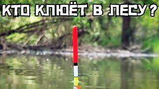 Рыбалка в Затопленном Лесу УДИВЛЯЕТ! КРУПНЯК Кладёт Поплавок СРАЗУ! Это Лещ?