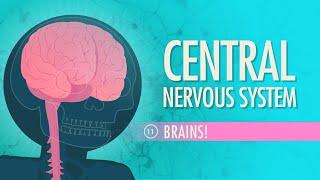 Central Nervous System: Crash Course Anatomy & Physiology #11
