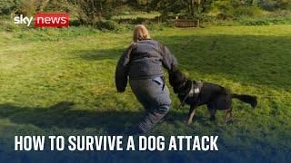 What's the best way to survive a dog attack?