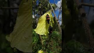 Blister Beetles - Shows three pairs of legs, a pair of antennae and wings.