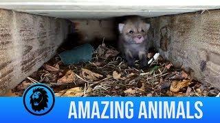 Adorable fox cub rescue