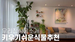 식물키우기/키우기 쉬운식물 추천/ indoor plants for beginer/즐거운집생활