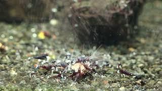 Sulawesi White Socks destroying a piece of dead shrimp food -  time lapse relaxing video