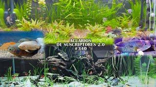 OSCAR FISH, GREEN TERROR, GOLDFISH | Aquariums of Subscribers 2.0 #340 | AcuariosLP