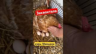 Супер несушки куры Мини мясные палевые белохвостые Хитрук Елена Украина #курыминимясные