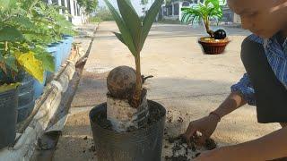 How to grow coconuts for decoration