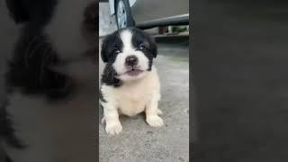 Cute puppy howl