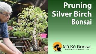 67) Silver Birch Bonsai Summer Pruning -Bonsai Trees for Beginners -  london native bonsai