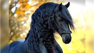 8 cei mai frumoși cai de pe planeta Pământ