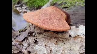 Fistulina hepatica