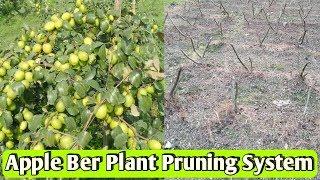 How to Cutting/Pruning Apple Ber Plant | Pruning Date & Time