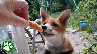 He started feeding a wild fox, then one day she brought him something back