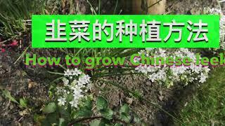 韭菜的种植方法 How to Grow Chinese Leek