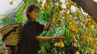 Pick star fruit and bring it home to brew. How to process and preserve fruit for a long time