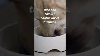 Gentle on Tummies: Rice & Chicken Comfort #dognutritiontips #dog #petnutrition