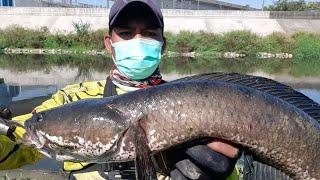 MANCING IKAN GABUS 2.7KG TIMBANG LANGSUNG