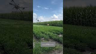 Process Of A Guy Using A Wooden Stick To Knock Down A Drone In Peanut Land !