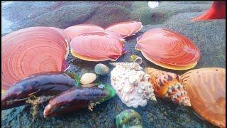 Giant scallops are found in large numbers on the beach. Some rare shellfish and pearls