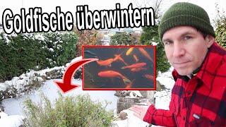 So überwintern deine Goldfische im Gartenteich! ️