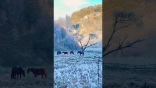 Caii din Fundatura Ponorului, Hunedoara, 2024 #shortsfeed #shortsvideo #shorts #calatorii #mountains