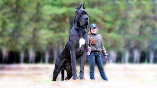 World's Largest And Most Powerful Dog Breeds