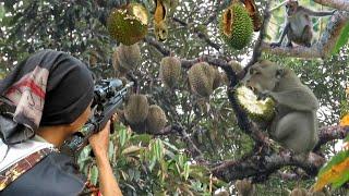 KERA DAN TUPAI LIAR MEMBUAT PETANI DURIAN GIGIT JARI