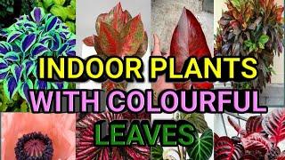 Top 10 Indoor Plants with Colorful leaves