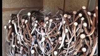 I SOLD ALL MY SHED ANTLERS!!