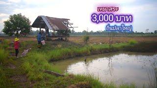 เหมาสระ 3,000 บาท หลังฝนตก ลุยพื้นที่ใหม่ ปลาเยอะจนนึกว่าปลาเลี้ยง (เหมาสระ ปี 1)/ บ้านนอก EP.310