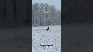 Охота на косулю.