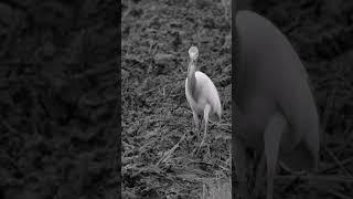 nature | egret | bird | forest | beautiful scenery | relaxing clip | PT 24 | EP 2 | ️️