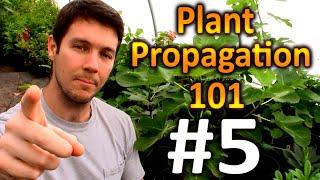 Plant Propagation 101 #5 | How do I Overwinter My Rooted Cuttings