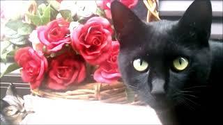 猫とバラとフランス #フランス革命記念日