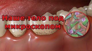 Наше тело под микроскопом