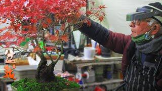  Acer Palmatum: Todo lo que debes saber para Cuidarlo en Invierno