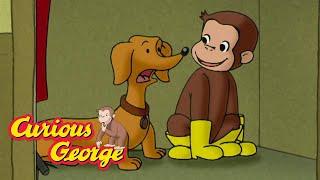 George Is A Good Dog!  Curious George  Kids Cartoon  Kids Movies