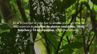 Reserva Forestal Bosque de Yotoco