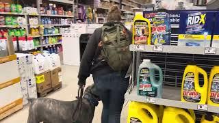 6 m/o Cane Corso “Maximus”|Melbourne Dog Trainers|OLK9 Central Florida