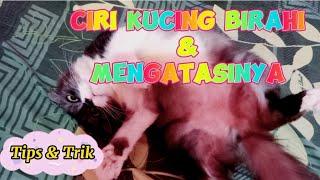 CIRI KUCING BIRAHI PADA BETINA & JANTAN || CARA MUDAH MENGATASI KUCING BIRAHI