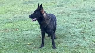 German Shepherds RUNNING with a Toy Poodle!!!