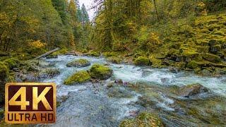 Красивое видео о природе в 4K (Ultra HD) - Звуки осенней реки 