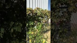 Hop vine with flowers on a fence. #beer #hop water #ipa #nature