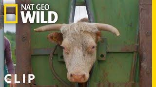 Cow gets basketball-sized lump of pus drained | Dr. Oakley, Yukon Vet | Nat Geo Wild