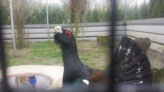 Western capercaillie courtship behaviour