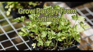 3 Ways To Grow Parsley From Cuttings | Life Hacks