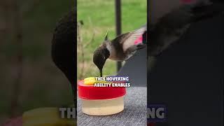 Hummingbird Highlights: Bite-sized Facts | Nature Explorers Hub